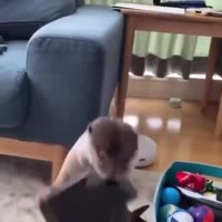 15853797272210.mp4