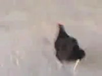 15765113676071.webm