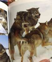 fisting wolves.jpg