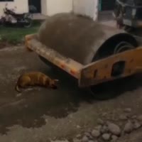 15774611476250.mp4