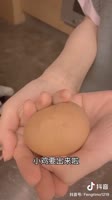 Baby chicks hatch ^^.mp4