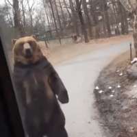 Walking+tall95a6c37244656.gif