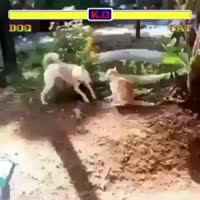 драка зверей.webm