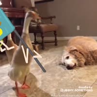 гуси финалка.mp4