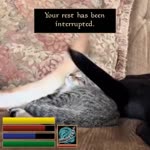 video2023-05-1214-17-46.mp4