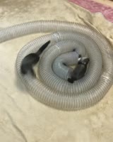 3249150096363634247.mp4