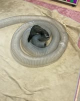 3249150096363634247.mp4