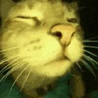 catrave-rave.gif
