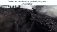 16818340598213.mp4
