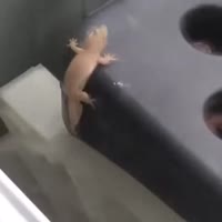 17156995699490.webm