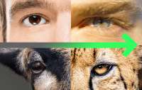 hunter-eyes-vs-prey-eyes.png
