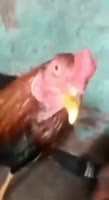 VID20231017124630465.mp4