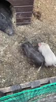 video2025-05-2108-37-22.mp4