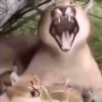 17072396731950.mp4