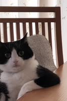 Alex-MORPH-Aimoon-Northern-Storm.mp4