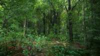 kingdomkalforest2.jpg