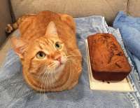 UniKittyLoaf112916.jpg