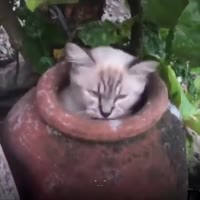17218406471540.webm