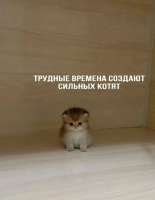 котя.JPG