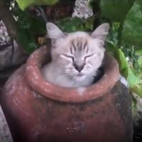 17485310699490.webm