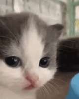 16424937466300.gif