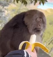 17132949383920.mp4