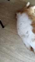 17490425284330.mp4