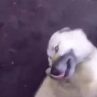 shitpost2077-1918644209663275192-01.mp4