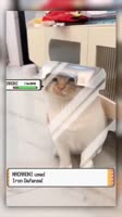 KDFnE2uG4k7oFOAB.mp4