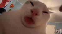 .mp4
