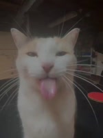 😻😻😻.mp4