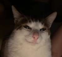1731083778065.png