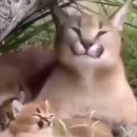 17072396731950.mp4