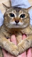 .webm