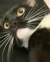 16175466394300.mp4