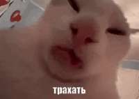 трахать-трахать-кот.gif