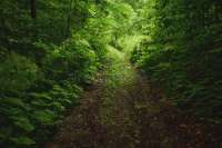 penumbra-path-forest-partial-shade-summer-sun-mountain-dirtroad-foot-mt-bilyi-kamin-polonynian-196416064.webp