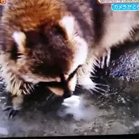 15926532221391 (convert-video-online.com).mp4