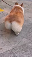 1751569897675.webm