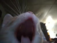 17293674107601.mp4