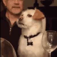 1620318681693.gif