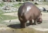 VVA.mp4
