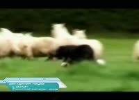 Запрещенная реклама Football Manager 2005.mp4