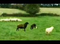 Запрещенная реклама Football Manager 2005.mp4