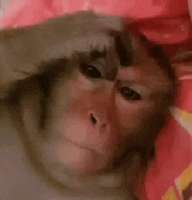 monkey-thinking-monkey-scratching-head.gif
