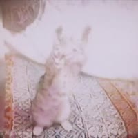 video2025-07-2005-55-54.mp4