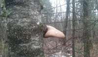 mushroom.jfif