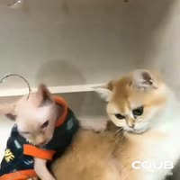16540037900920.mp4