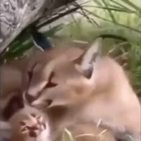17072396731950.mp4