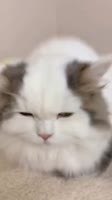 @lepragram.mp4